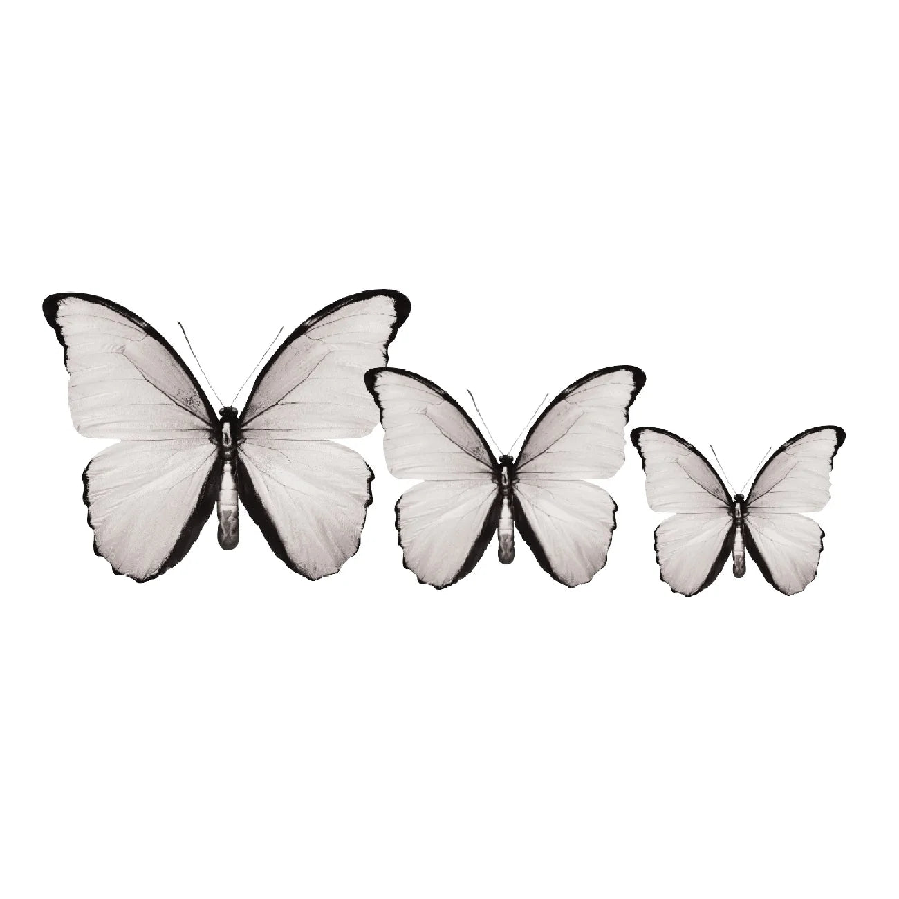 3D Butterfly Acrylic Prints Set of 3