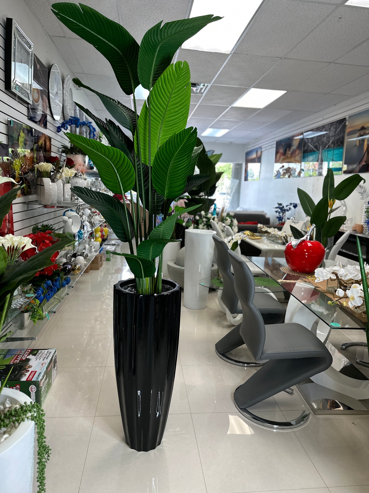 Bird of Paradise Plant in Tall Black Planter