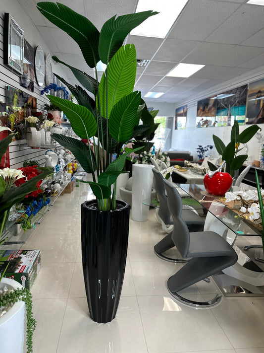 Bird of Paradise Plant in Tall Black Planter