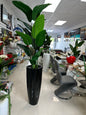 Bird of Paradise Plant in Tall Black Planter
