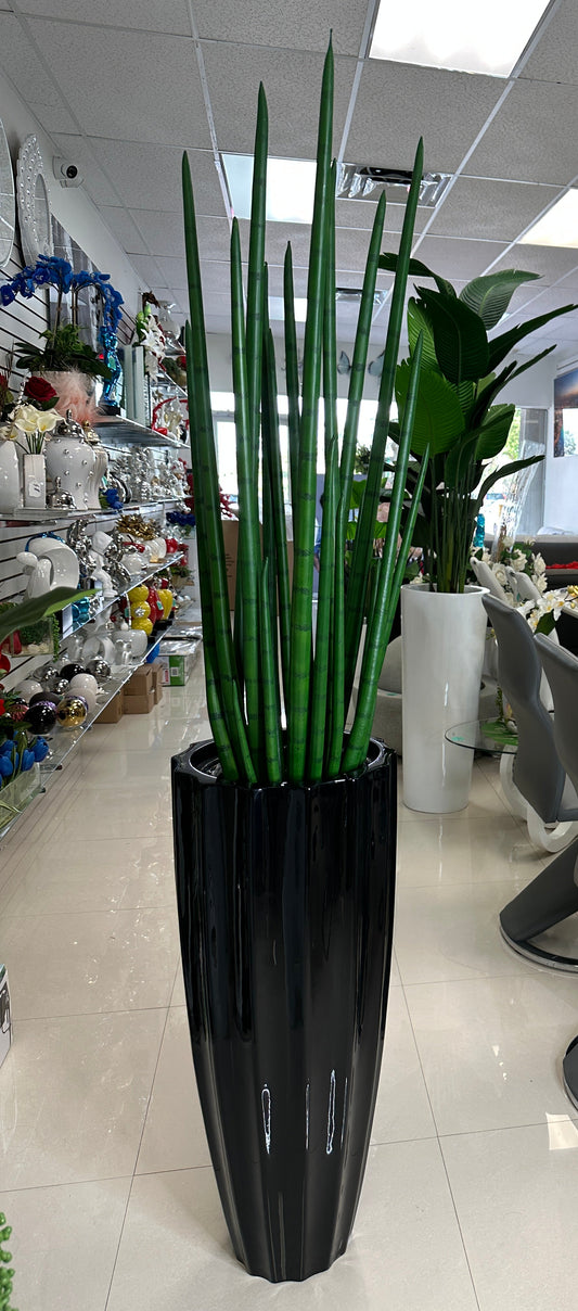 Sansevieria Plant in Tall Black Planter