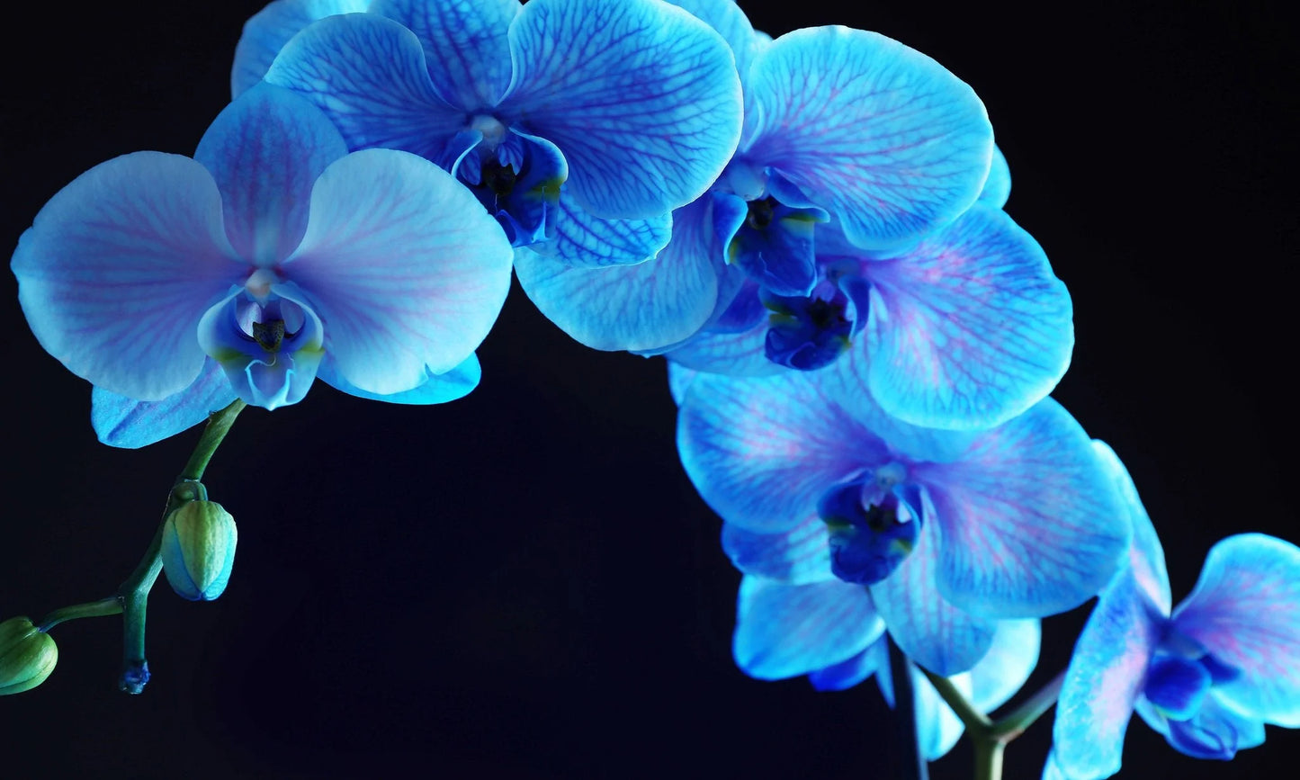 Blue Orchid Glass Wall Art 60"x36"