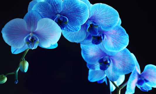 Blue Orchid Glass Wall Art 60"x36"