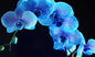 Blue Orchid Glass Wall Art 60"x36"