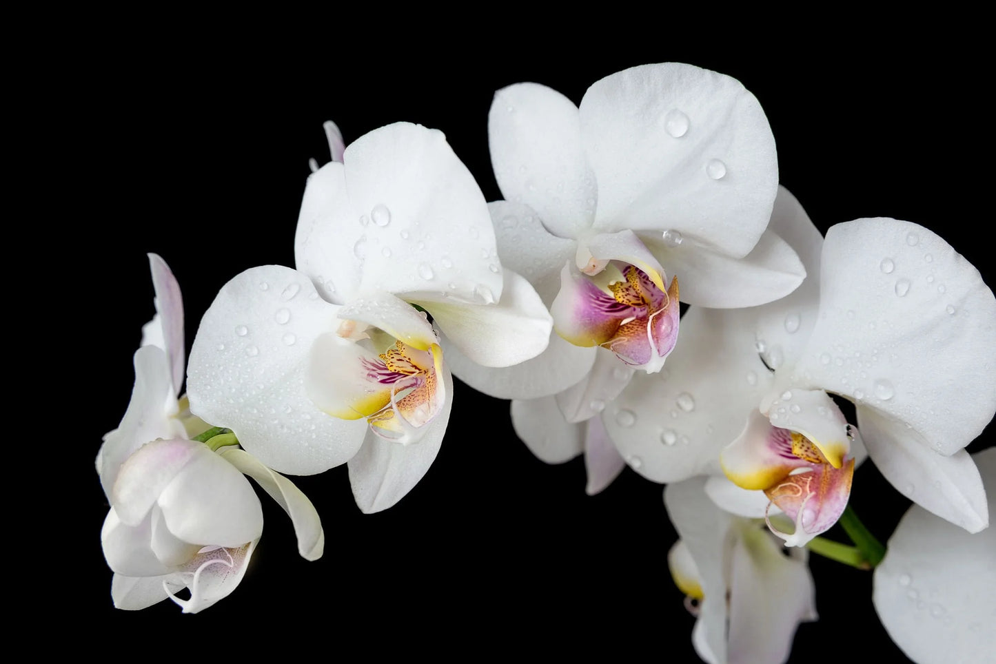 White Orchid Glass Wall Art 60"x36"