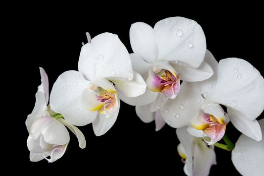 White Orchid Glass Wall Art 60"x36"