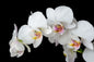 White Orchid Glass Wall Art 60"x36"
