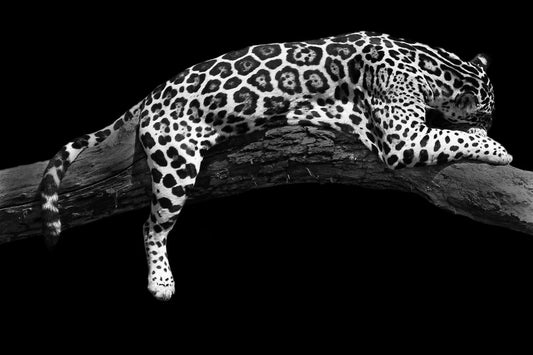 Cheetah Relaxing Glass Wall Art 60"x36"